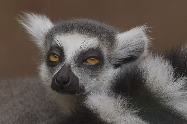 Schwarzweißer Vari - Zoo Duisburg