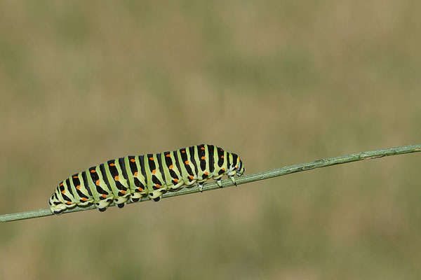  Papilio machaon / Schwalbenschwanz - DIN Emschermündung - 51°33`43.02" 6°41`27.86" - (22.09.2019)
