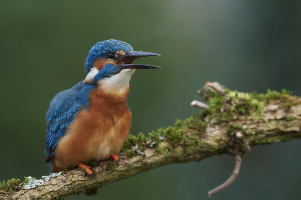 Serie vom Eisvogelmann - heute im Garten - (25.11.2019)