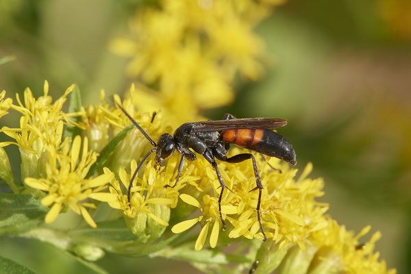 Anoplius viaticus f / Frühlings-Wegwespe - Haltern, Weg an Kiesgrube, Waldrand - 51°42`21.66" 7°15`40.35" - (27.08.2020)