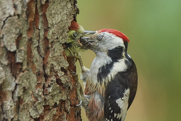 Mittelspecht - Nettetal Rohrdommelprojekt de Wittsee - (23.05.2019)