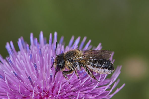 Nr.0723 - Megachile versicolor / Bunte Blattschneiderbiene - w - OB Neue Mitte 2 - 51°29`13.68" 6°53`13.28" - (16.06.2019)