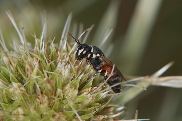 Hylaeus variegatus / Maskenbiene - Dinslaken Emschermündung - (18.08.2020)