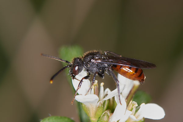 Nr.0020 - Nomada fabriciana w - OB - Halde Prosper Haniel - 51°32`42.98" 6°52`33.57" - (21.03.2019)