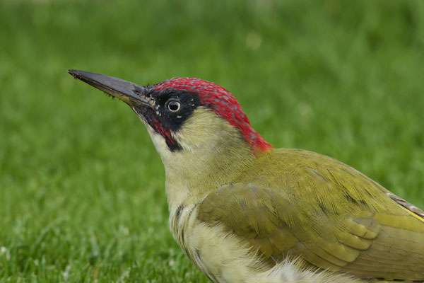 Grünspecht im Garten - Fotodoku