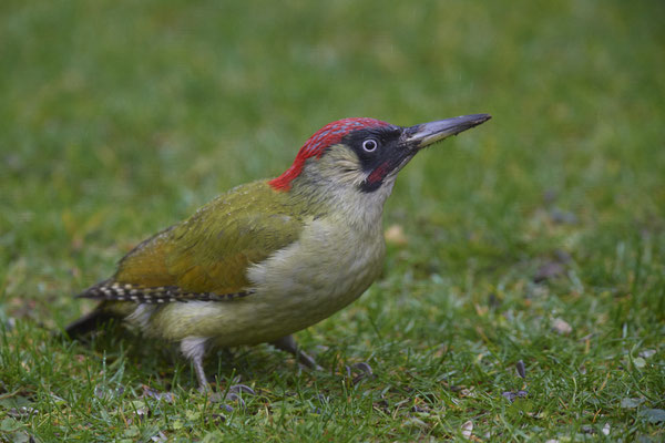 Grünspecht im Garten