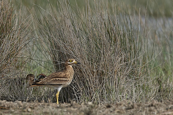Triel ( Naturpark Albufera )