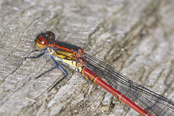 Nr.0440 - Frühe Adonislibelle - WES Lippedünen Aaper Vennekes - 51°39`01.52"  6°40`43.23" - (09.05.2019)