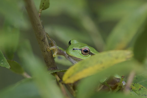 Europäische Laubfrosch