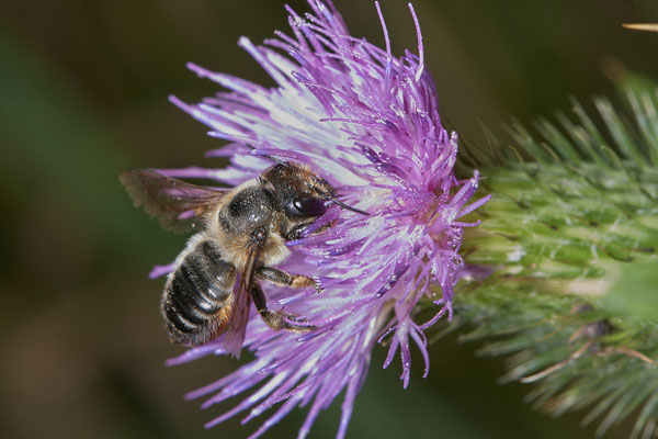 Megachile willughbiella / Garten-Blattschneiderbiene - Bottrop Halde Schöttelheide - 51°33`41.04" 6°53`39.96" - (01.08.2020)