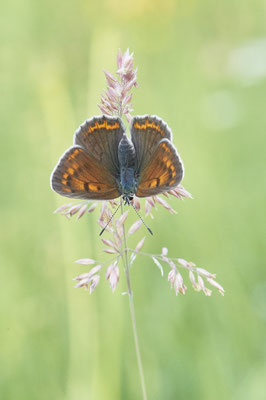 Lilagold-Feuerfalter - Vom 13.6. bis 20.6.2021 Urlaub im Allgäu