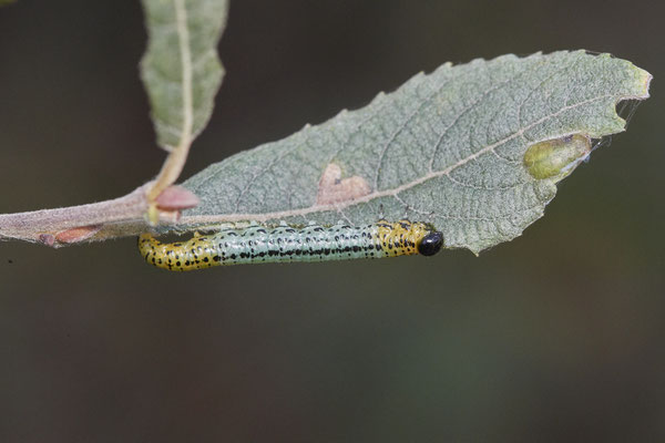 Larve der Weidenblattwespe / Nematus pavidus - Bottrop Flugplatz Schwarze Heide - (29.10.2022)