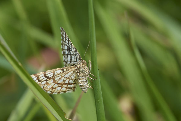 Klee-Gitterspanner - Düsseldorf - Urdenbacher Kämpe - (09.05.2021)