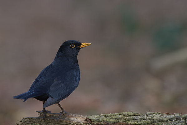 Amsel