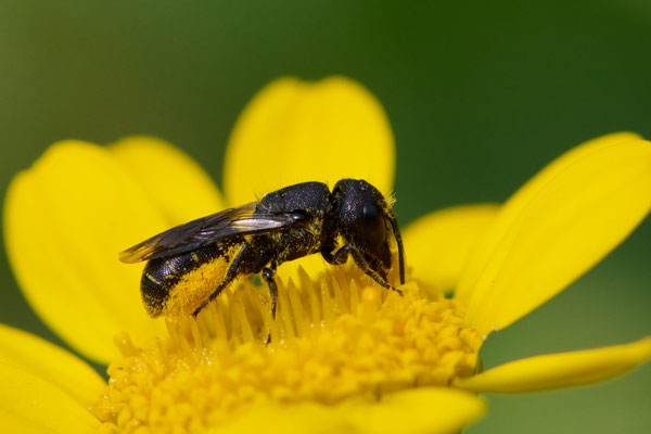 Heriades truncorum