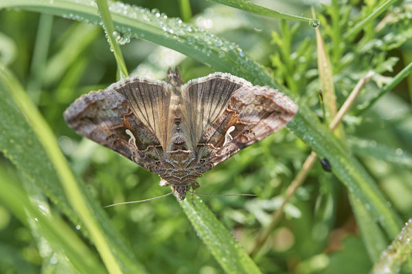 Gammaeule - Rheindeich DIN Emschermündung - (21.07.2021)
