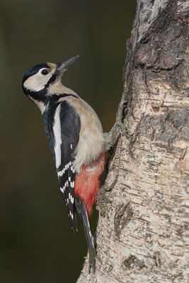 Heute war Spechttag - Buntspecht Weibchen - (22.11.2019)