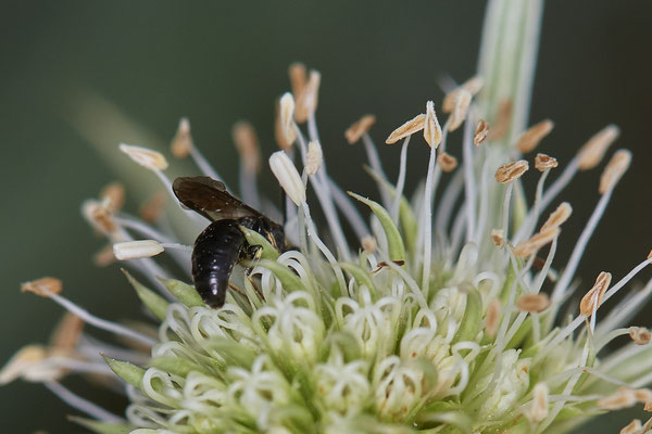 Nr.1077 - Hylaeus sp. - WES Rheinbrücke Büdericher Insel - 51°38`40.99" 6°36`30.54" - (09.08.2019)