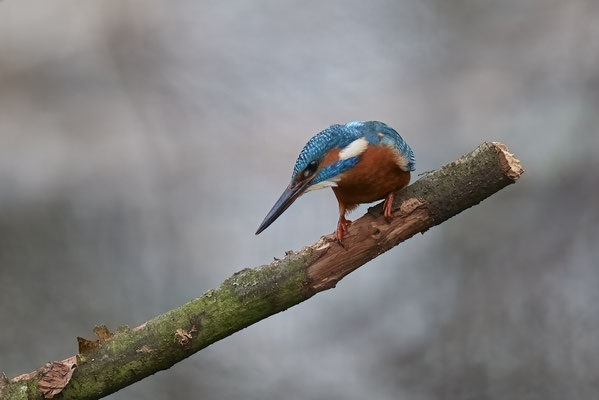 Eisvogel