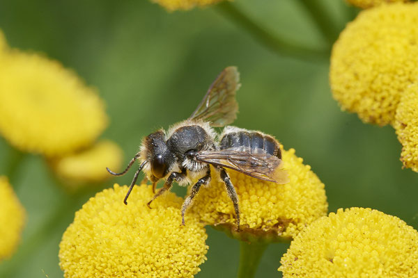 Megachile Megachile centuncularis - DIN Dickerstraße - (04.08.2021)