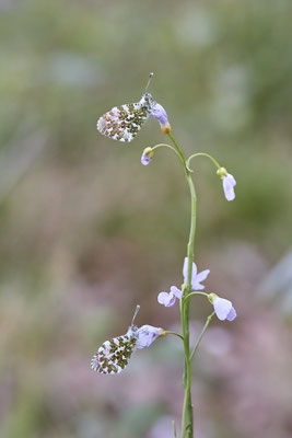 Aurorafalter - Oberhausen - (18.04.2022)