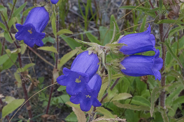 Bärtige Glockenblume - Halde Haniel - (25.06.2021)