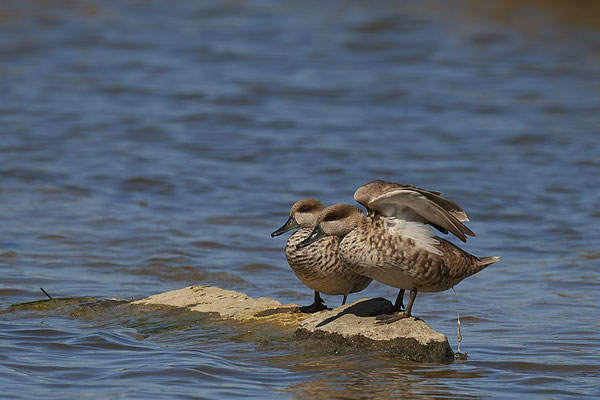 Marmelente ( Naturpark Albufera )