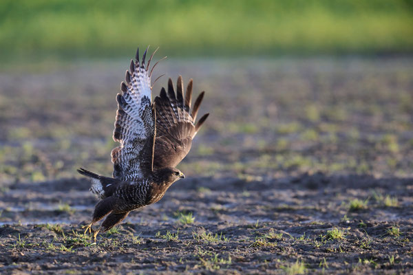 Mäusebussard