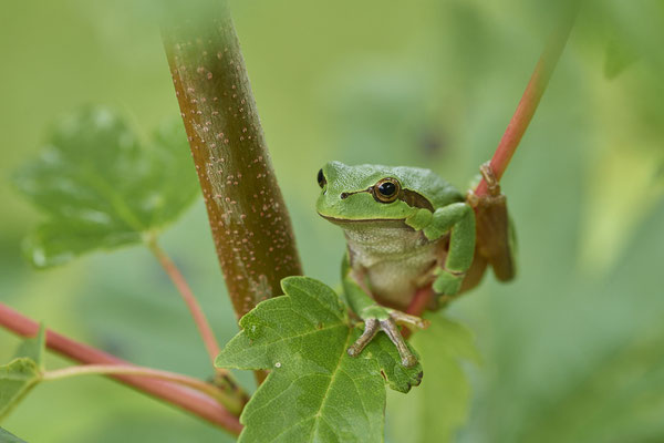 Laubfrosch - (20.08.2021)