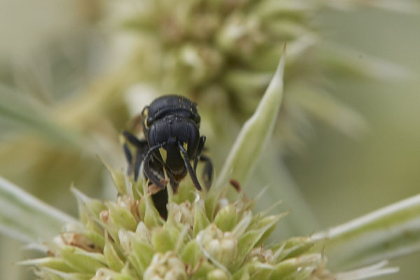 Hylaeus sp. - Dinslaken Emschermündung - 51°33`52.87" 6°41`48.98" - (13.08.2020)