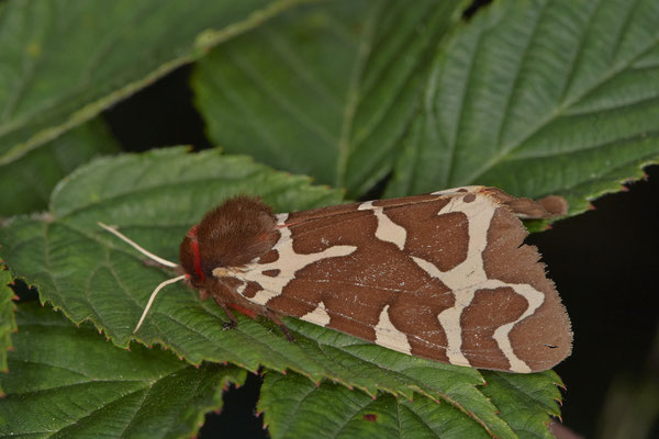 Brauner Bär - Hünxe Gartroper Mühlenbach - Rote Liste BRD - (31.07.2020)