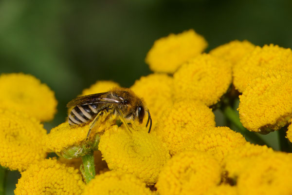Colletes daviesanus-fodien-similis