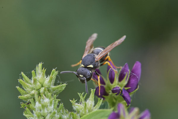 Odynerus melanocephalus - Rote Liste NRW 1 -  DIN-Emschermündung - (21.07.2021)