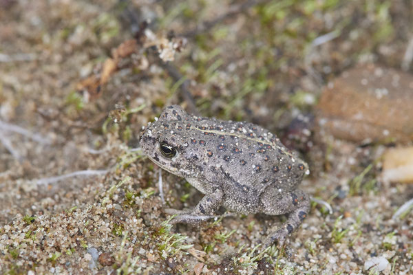 Nr.1291 - Kreuzkröte ca 2,5 cm - OB LMB - 51°29`11.55" 6°53`53.48" - (04.09.2019)