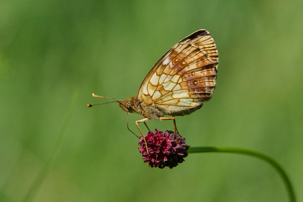 Mädesüß-Perlmuttfalter - (Urlaub im Allgäu / Bayern vom  08.06. bis 19.06.2025)