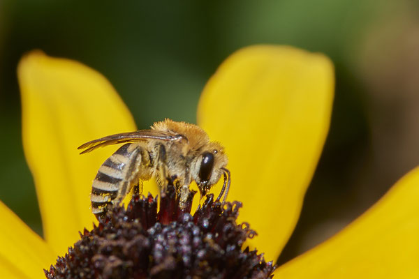Nr.1198 - Colletes fodiens f - OB im Garten - 51°31`49.60" 6°50`56.50" - (21.08.2019)