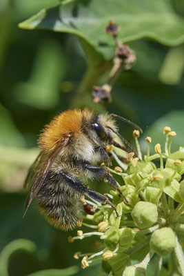 Nr.5-1/03 - Ackerhummel (Bombus pascuorum) - OB Weiherstraße-116 Parplatz Netto (24.09.2018)