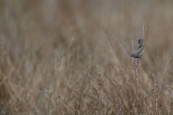 Blaukehlchen