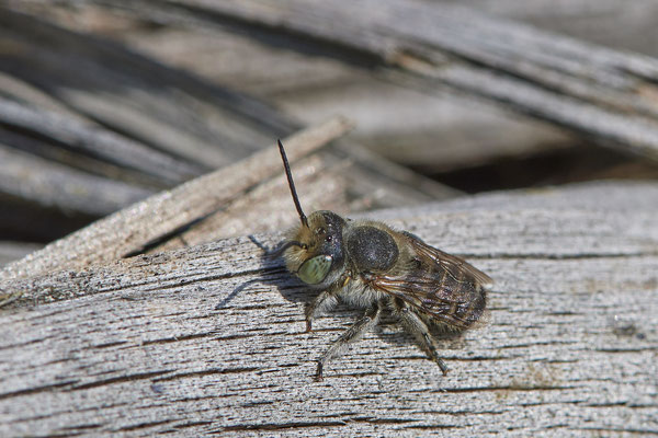 Nr.1197 -  Megachile pilidens m / Filzzahn-Blattschneiderbiene - WES Rheinbrücke Büdericher Insel - 51°38`40.99" 6°36`30.54" - (21.08.2019)