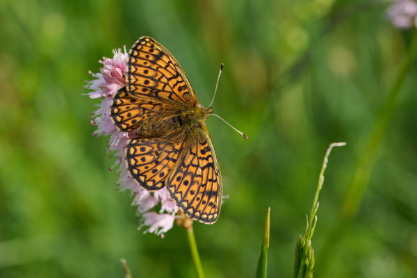 Randring-Perlmuttfalter - (Urlaub im Allgäu / Bayern vom  08.06. bis 19.06.2025)