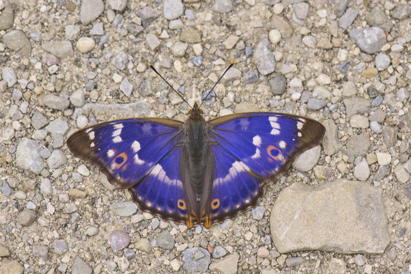 Großer Schillerfalter - (Urlaub im Allgäu / Bayern vom  30.06. bis 09.07.2023)