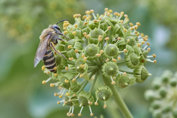 Nr. 03/04 - Colletes hederae (Efeu-Seidenbiene) - Dinslaken-Hiesfeld Kirchstraße gegenüber vom Mühlenmuseum ( 20.09.2018 )