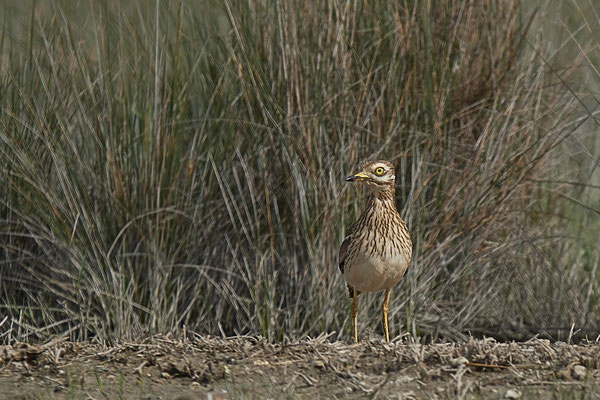 Triel ( Naturpark Albufera )