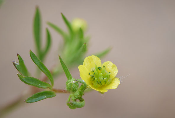 Ranunculus arvensis / Acker-Hahnenfuß - OB LMB - (18.05.2019)