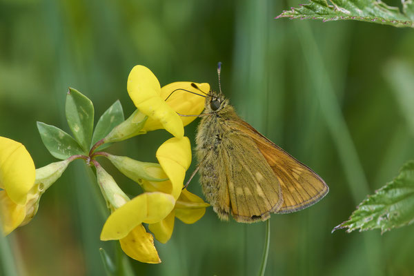 Rostfarbiger Dickkopffalter