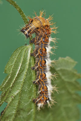 Raupe vom C-Falter - (10.10.2021)