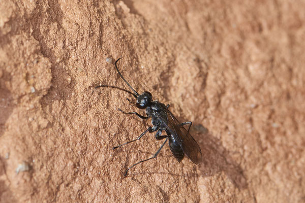 Nr.0581 - Auplopus carbonarius / Tönnchenwegwespe - Nabu-Naturschutzhof Nettetal - 51°19`29.92" 6°15`01.26" - (23.05.2019)
