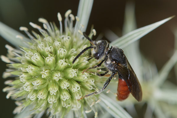 Nr.1090 - Sphecodes albilabris / Riesen-Blutbiene - WES Rheinbrücke Büdericher Insel - 51°38`40.99" 6°36`30.54" - (09.08.2019)