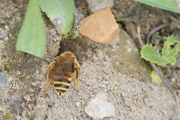 Nr.0664 - Halictus scabiosae / Gelbbindige Furchenbiene - OB LMB - 51°29`11.55" 6°53`53.48" - (27.05.2019)