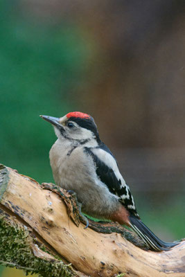 Junger Buntspecht im Garten